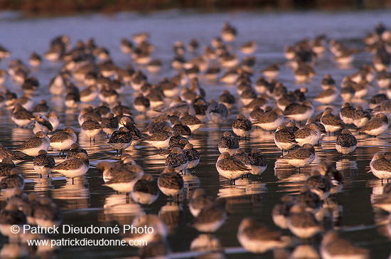 Dunlin (Calidris alpina) - Becasseau variable - 17539