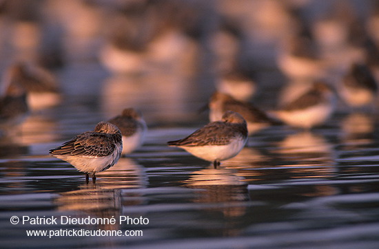 Dunlin (Calidris alpina) - Becasseau variable - 17540