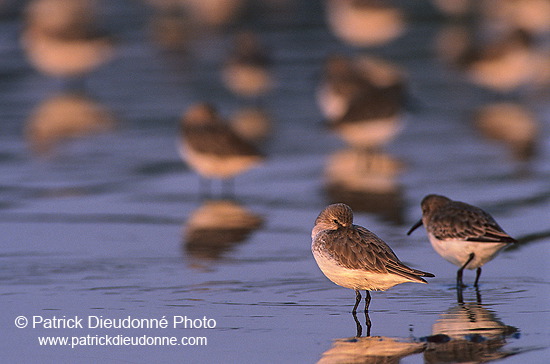 Dunlin (Calidris alpina) - Becasseau variable - 17542