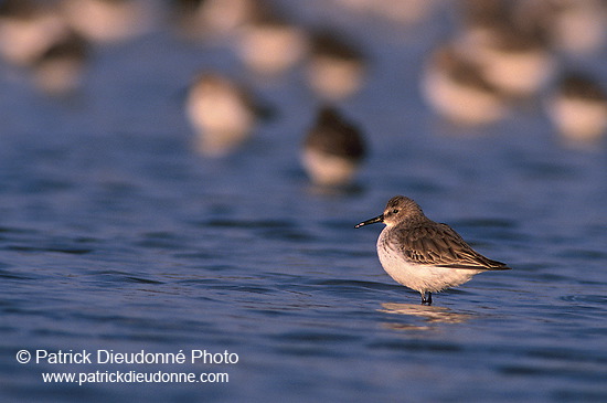 Dunlin (Calidris alpina) - Becasseau variable - 17543