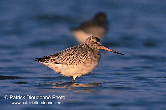 Bar-tailed Godwit (Limosa lapponica) - Barge rousse - 17544