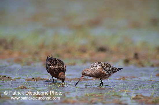 Bar-tailed Godwit (Limosa lapponica) - Barge rousse - 17545