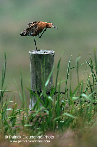 Blacktailed godwit (Limosa limosa) - Barge à queue noire - 17549