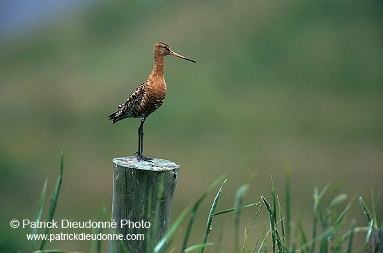 Blacktailed godwit (Limosa limosa) - Barge à queue noire - 17553