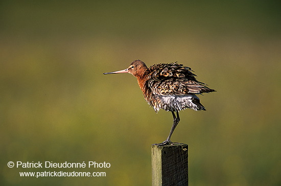 Blacktailed godwit (Limosa limosa) - Barge à queue noire - 17557