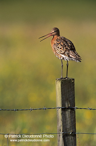 Blacktailed godwit (Limosa limosa) - Barge à queue noire - 17559