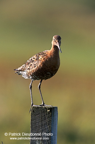 Blacktailed godwit (Limosa limosa) - Barge à queue noire - 17561