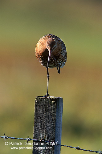 Blacktailed godwit (Limosa limosa) - Barge à queue noire - 17562