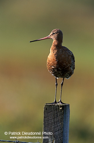 Blacktailed godwit (Limosa limosa) - Barge à queue noire - 17563