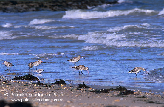 Blacktailed godwit (Limosa limosa) - Barge à queue noire - 17564