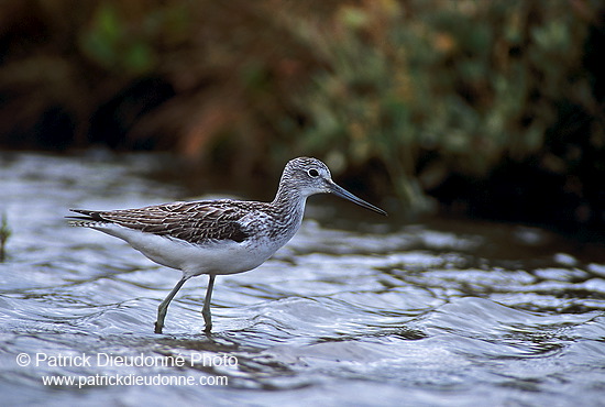 Greenshank (Tringa nebularia) - Chevalier aboyeur - 17565