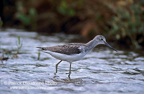 Greenshank (Tringa nebularia) - Chevalier aboyeur - 17566