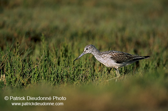 Greenshank (Tringa nebularia) - Chevalier aboyeur - 17568