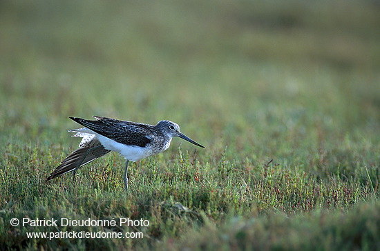 Greenshank (Tringa nebularia) - Chevalier aboyeur - 17569