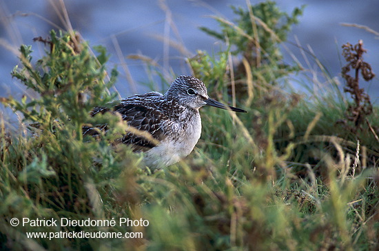 Greenshank (Tringa nebularia) - Chevalier aboyeur - 17570