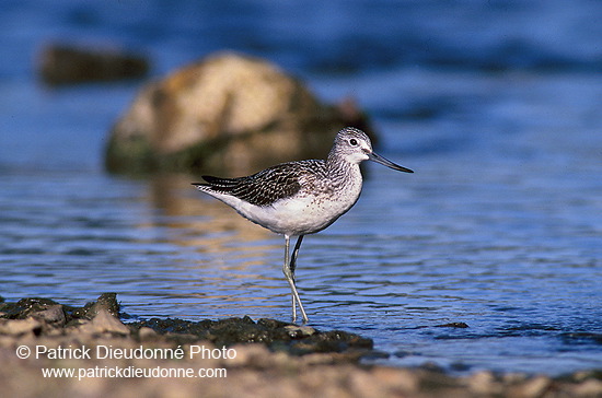 Greenshank (Tringa nebularia) - Chevalier aboyeur - 17571