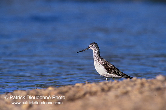 Greenshank (Tringa nebularia) - Chevalier aboyeur - 17572