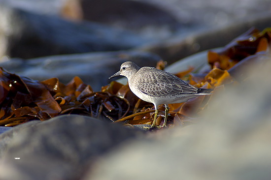 Knot (Calidris canutus) - Becasseau maubeche - 17923