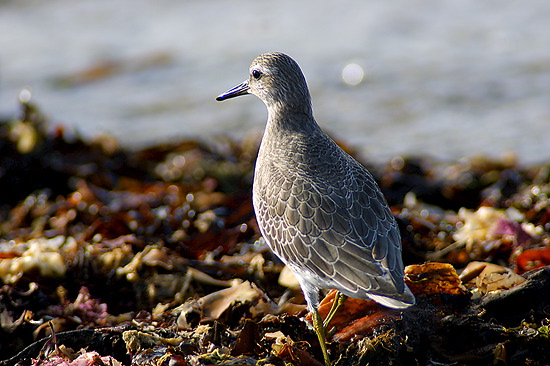 Knot (Calidris canutus) - Becasseau maubeche - 17925