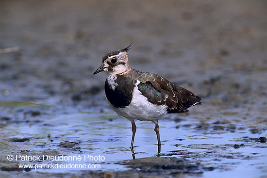 Lapwing (Vanellus vanellus) - Vanneau huppé - 17575