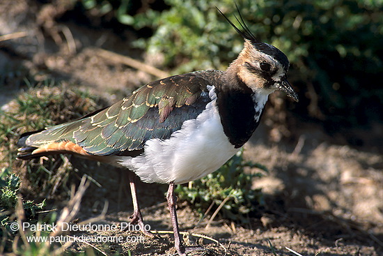 Lapwing (Vanellus vanellus) - Vanneau huppé - 17577