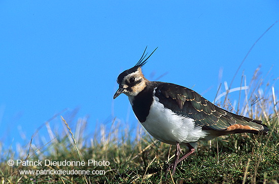 Lapwing (Vanellus vanellus) - Vanneau huppé - 17578