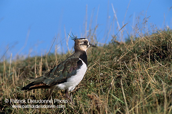 Lapwing (Vanellus vanellus) - Vanneau huppé - 17579