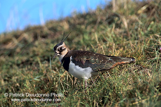 Lapwing (Vanellus vanellus) - Vanneau huppé - 17580