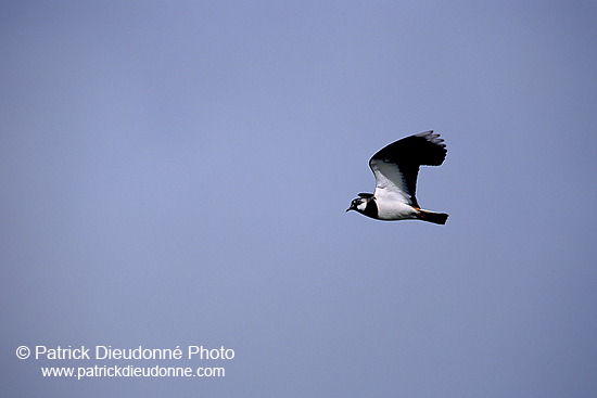 Lapwing (Vanellus vanellus) - Vanneau huppé - 17581