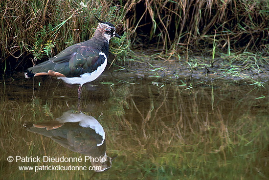 Lapwing (Vanellus vanellus) - Vanneau huppé - 17582