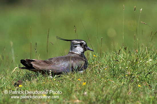 Lapwing (Vanellus vanellus) - Vanneau huppé - 17584