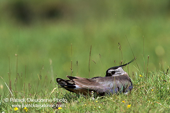 Lapwing (Vanellus vanellus) - Vanneau huppé - 17585