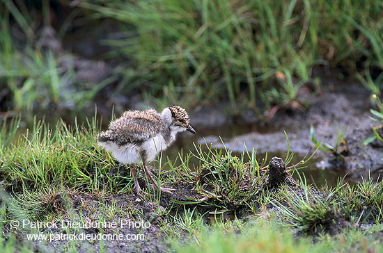 Lapwing (Vanellus vanellus) - Vanneau huppé - 17586