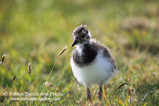 Lapwing (Vanellus vanellus) - Vanneau huppé - 17587