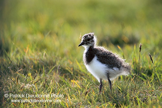 Lapwing (Vanellus vanellus) - Vanneau huppé - 17588