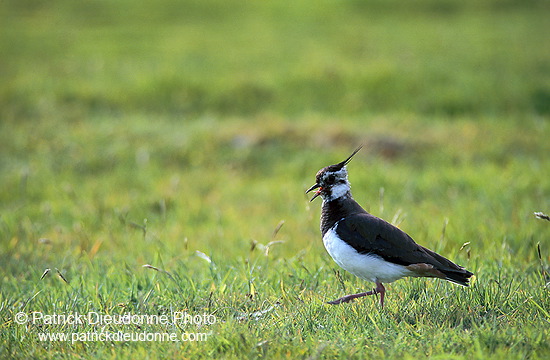 Lapwing (Vanellus vanellus) - Vanneau huppé - 17589