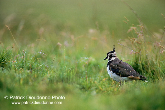 Lapwing (Vanellus vanellus) - Vanneau huppé - 17590