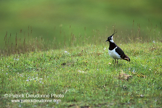 Lapwing (Vanellus vanellus) - Vanneau huppé - 17592