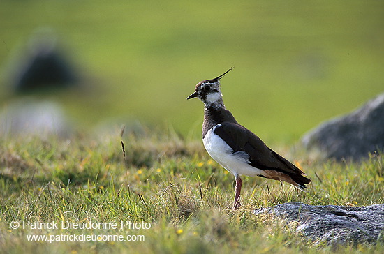 Lapwing (Vanellus vanellus) - Vanneau huppé - 17593