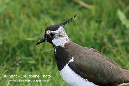 Lapwing (Vanellus vanellus) - Vanneau huppé - 17594