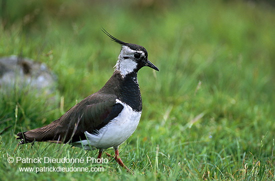 Lapwing (Vanellus vanellus) - Vanneau huppé - 17595