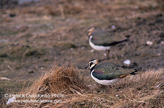 Lapwing (Vanellus vanellus) - Vanneau huppé - 17597