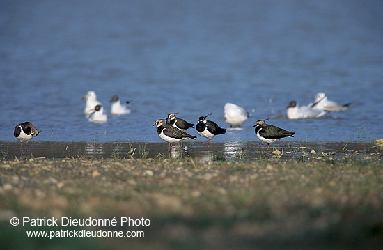 Lapwing (Vanellus vanellus) - Vanneau huppé - 17598