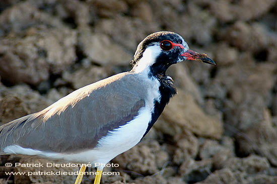 Red-wattled Lapwing (Vanellus indicus) - Vanneau indien 10735