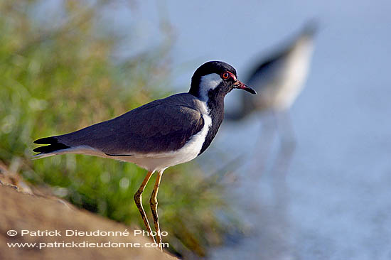 Red-wattled Lapwing (Vanellus indicus) - Vanneau indien 10737