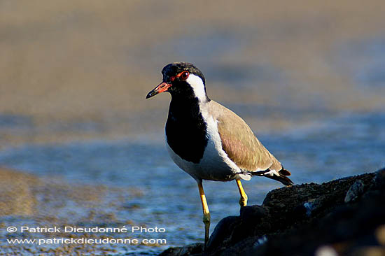 Red-wattled Lapwing (Vanellus indicus) - Vanneau indien 10738