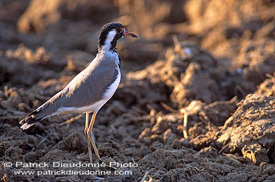 Red-wattled Lapwing (Vanellus indicus) - Vanneau indien 11076