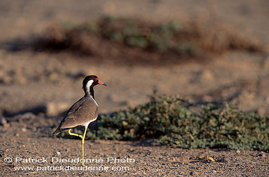 Red-wattled Lapwing (Vanellus indicus) - Vanneau indien 11078