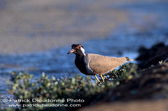 Red-wattled Lapwing (Vanellus indicus) - Vanneau indien 11080