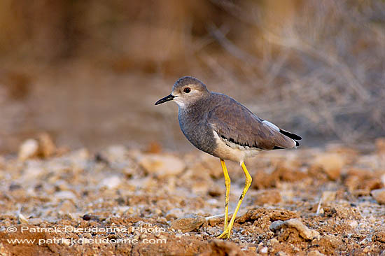 White-tailed Lapwing (Vanellus leucurus) - Vanneau à q. blanche 10739